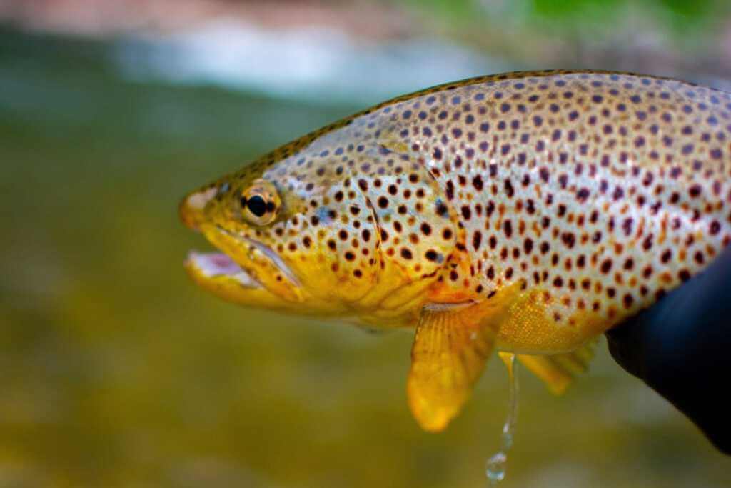 Hotel Bräurup in Mittersill - Bachforellen fischen im Bräurup-Revier